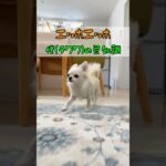 チワワって本当に世界最小犬ですか？🐶#あるある #犬のいる生活