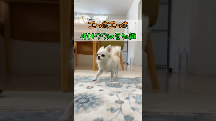 チワワって本当に世界最小犬ですか？🐶#あるある #犬のいる生活