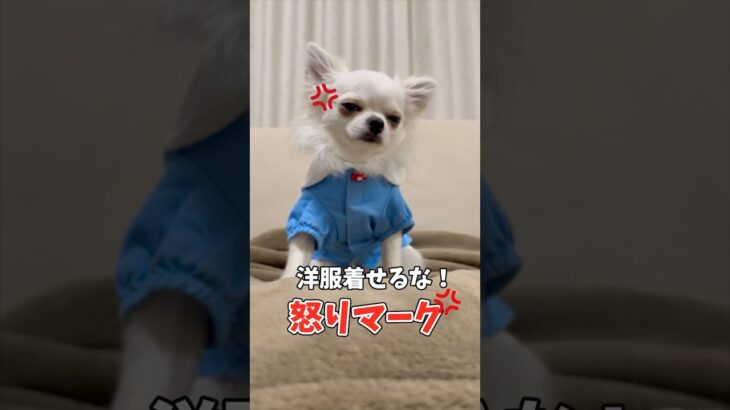 怒っても全然恐くないチワワ#あるある #犬のいる生活