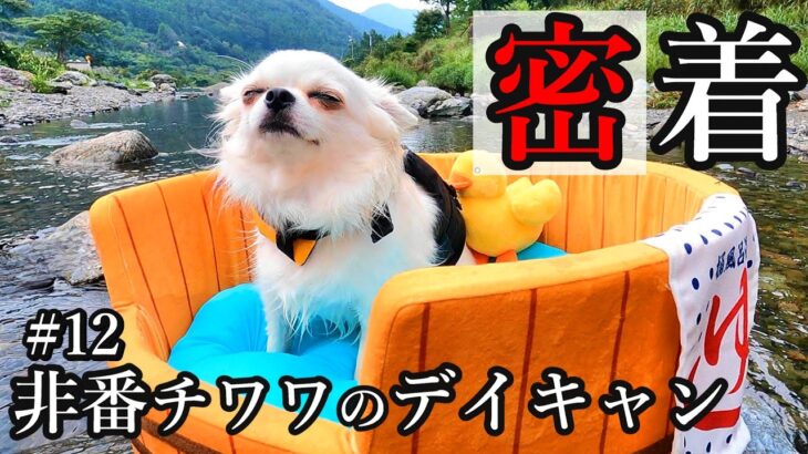 【密着#12】非番チワワの夏休みを追え！