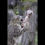 ユキヒョウ大好き07