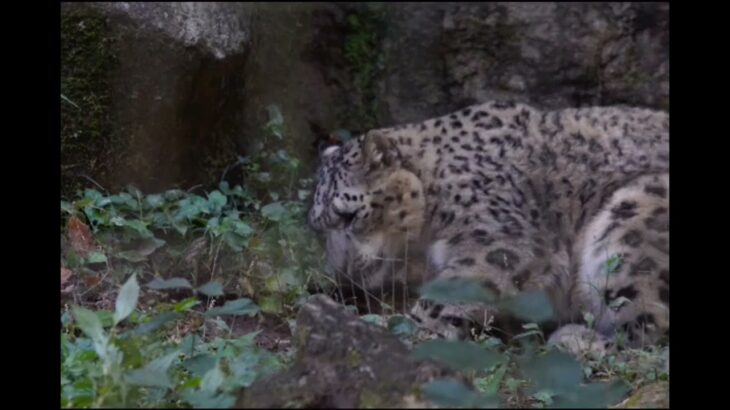 ユキヒョウ大好き09