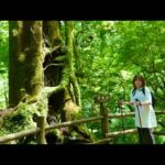 【温泉女子】世界自然遺産の島で屋久杉を堪能からの高級リゾートプールで水着レポート　もののけ姫の聖地　Luxury  Open-air bath #hotspring #japan #airpanas