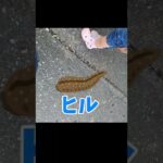 転んだだけなのに…　危険生物
