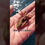 イソメを100㍍深海に沈めた結果が悍ましい