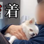 【密着#16】温厚チワワのある１日に迫まる！！